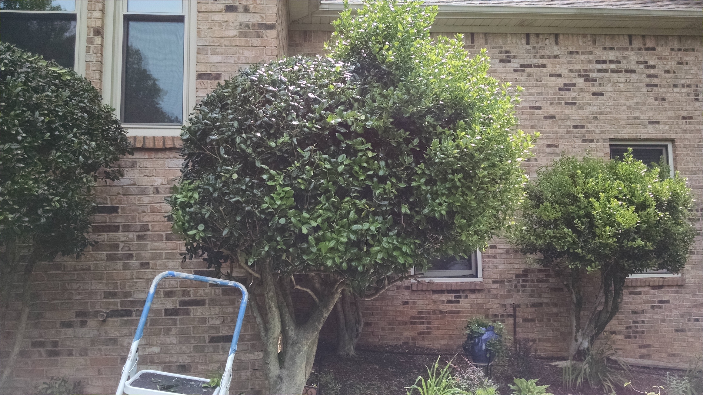 2017 Shrub Trimming.jpeg