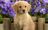 Golden_Retriever_Puppies[1].jpg