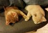 napping kittens holding hands.jpg