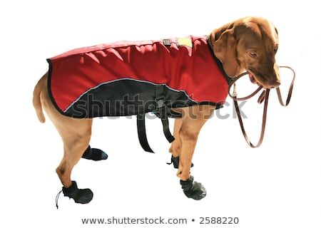 dog wearing boots.jpg