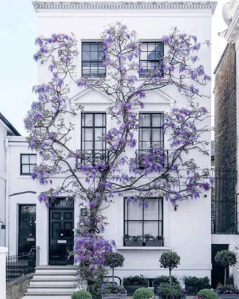 lilac house.jpg