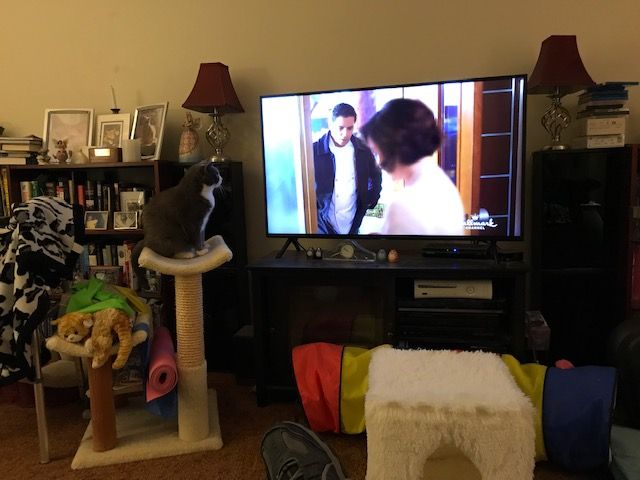 Frankie watching Hallmark romance.jpg