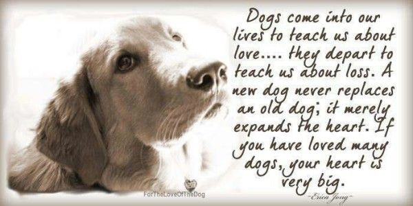 Dogs-Come-Into-Our-Lives-To-Teach-Us-About-Love-They-Depart-To-Teach-Us-About-Loss-600x300.jpg