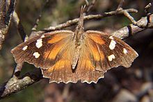 220px-American_snout_butterfly.jpg