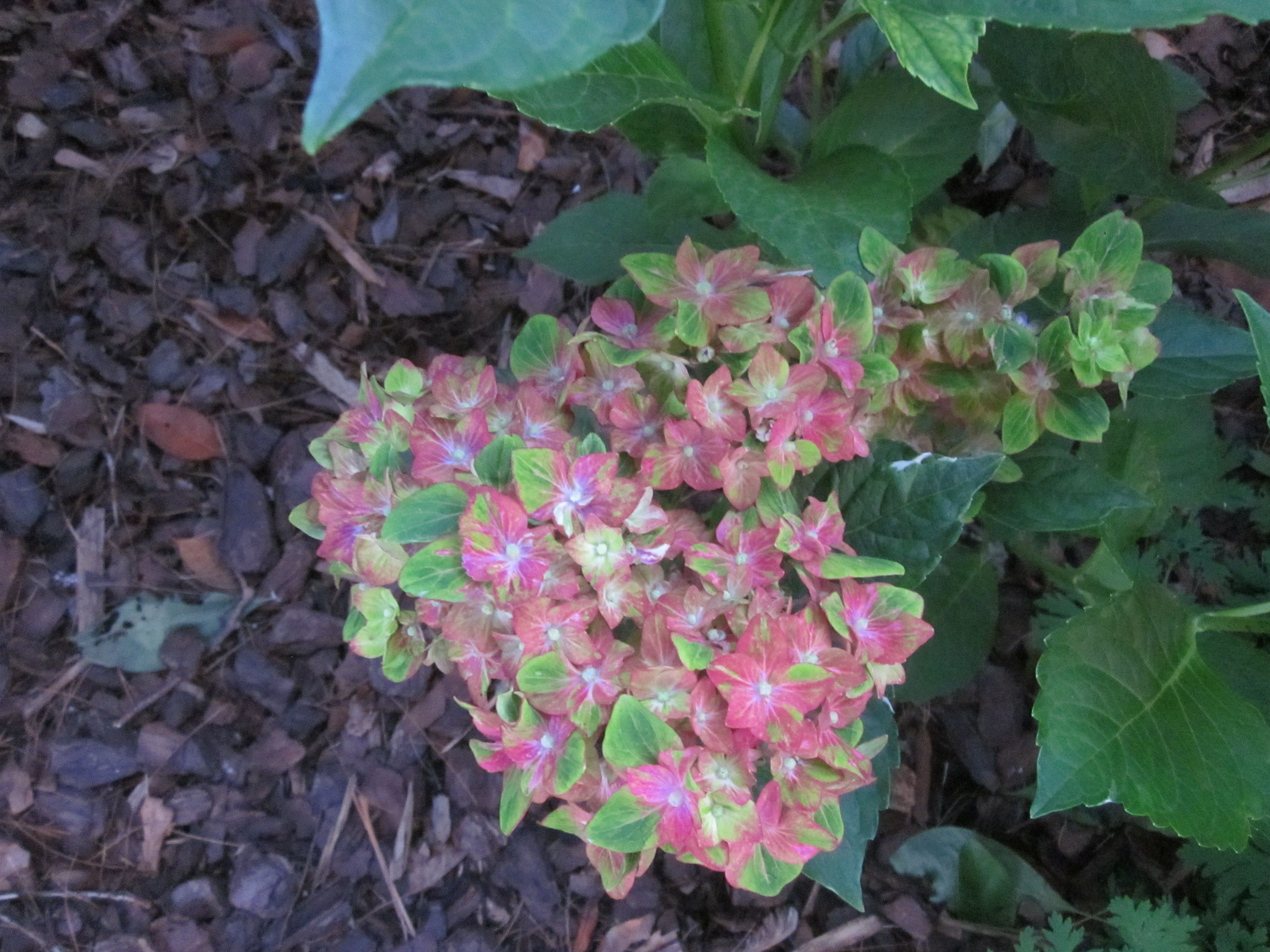 Hydrangea macrophylla 'Pistachio'.JPG