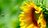 Sunflower.jpg