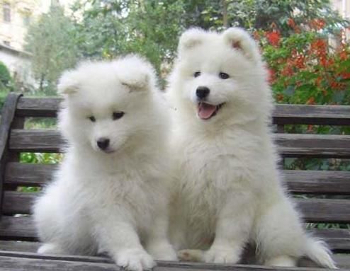 samoyed-puppies.jpg