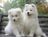 samoyed-puppies.jpg