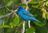 Indigo Bunting c22-37-204_V.jpg