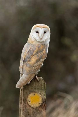 Barn Owl