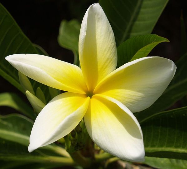 yellow-plumeria-flower-picture.jpg