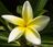 yellow-plumeria-flower-picture.jpg