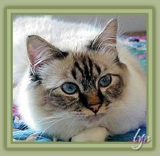 Our Seal Lynx Birman, GP Whitesox Xpert Witness at 9 months.
