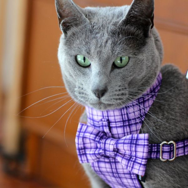 Cat-Bow-tie-Harness-Leash-Purple-Criss-Cross-1_1d5f558b-f147-483d-9593-6ddb22477a51.jpg