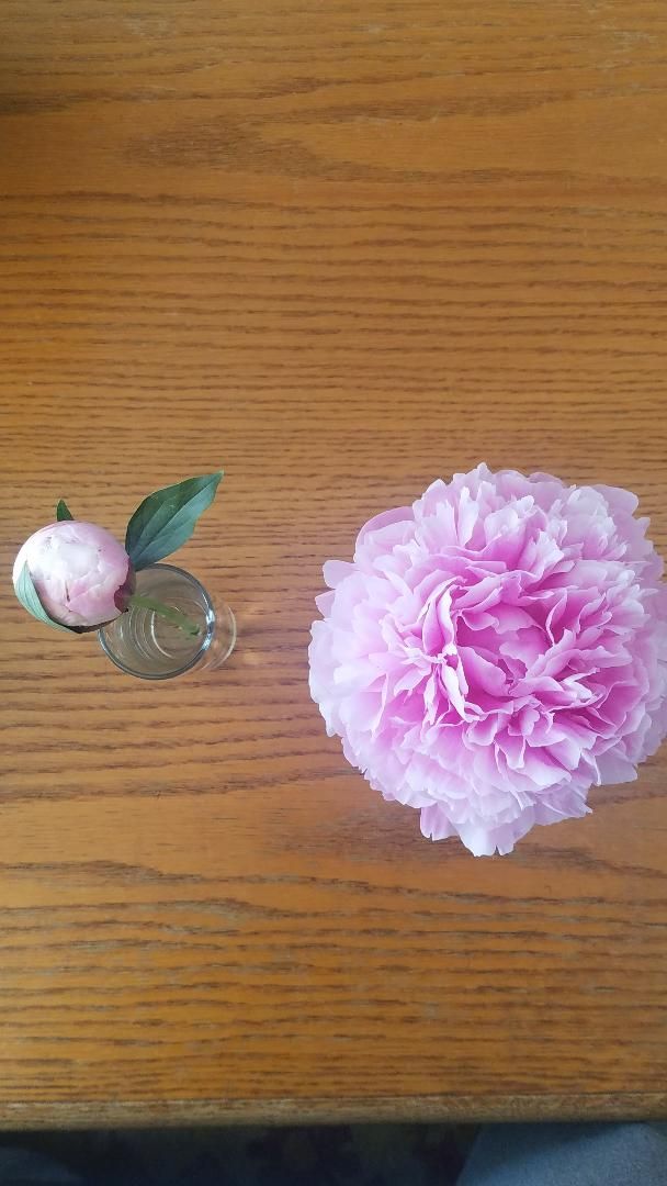 peony.jpg