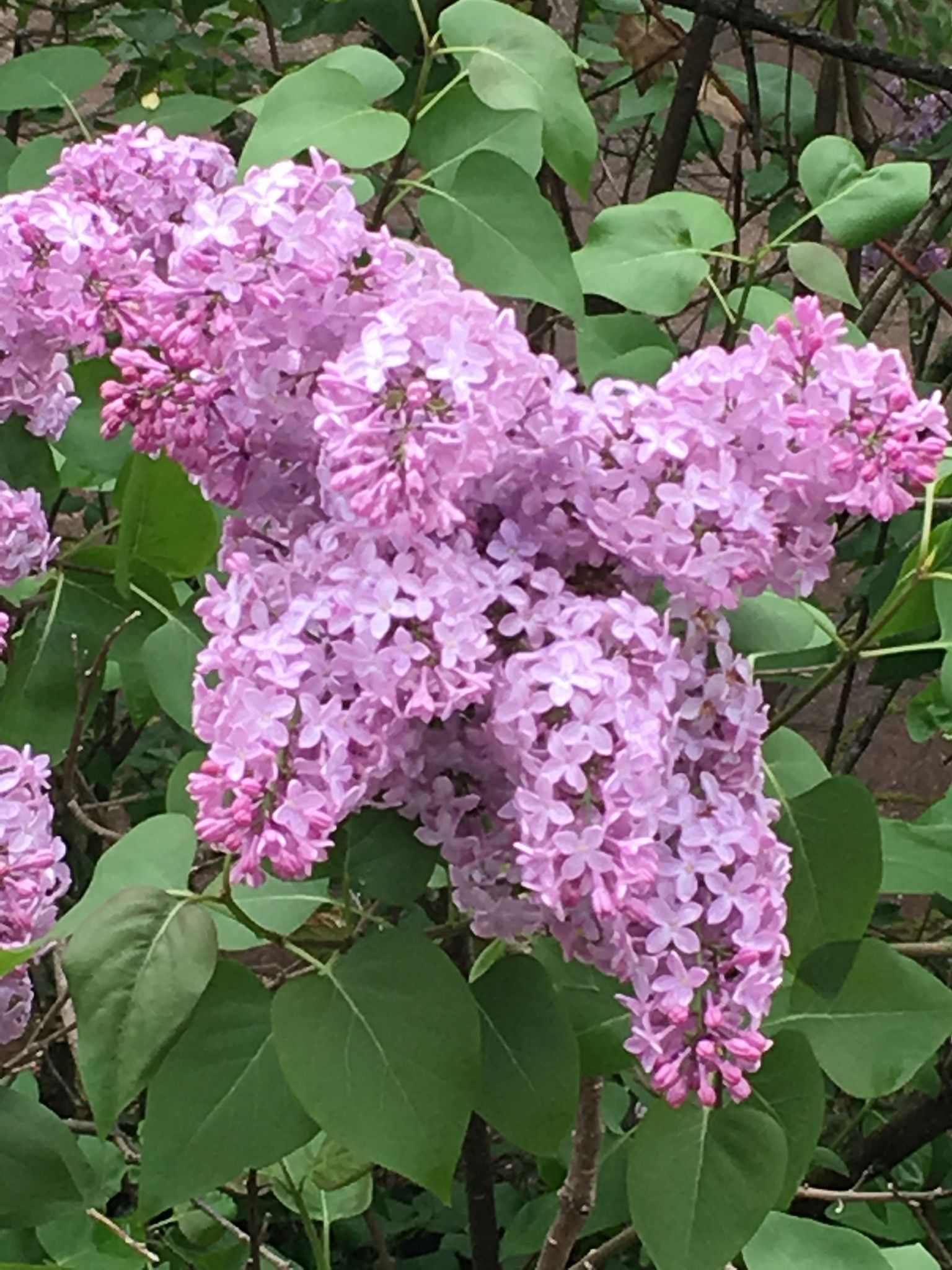 Lilacs