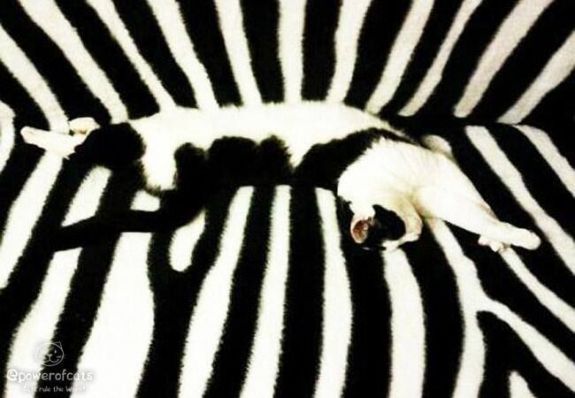 zebra kitty.jpg