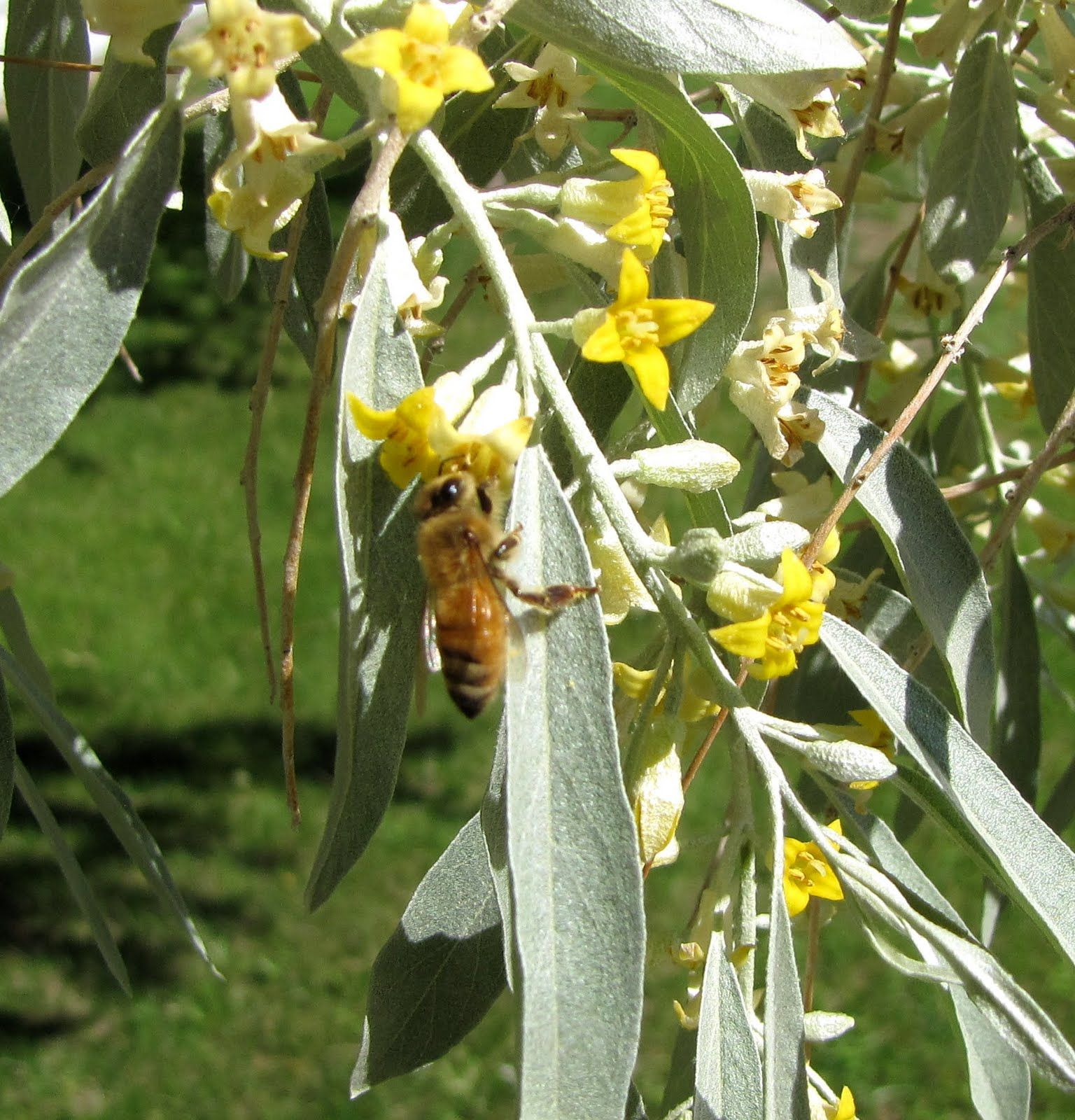 Russian olive