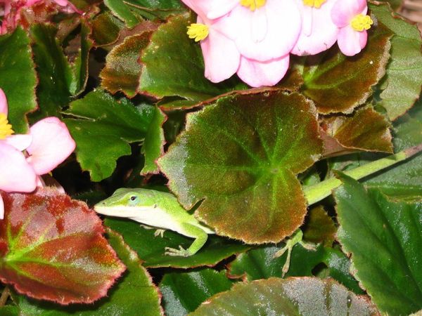 Chameleon and Begonias