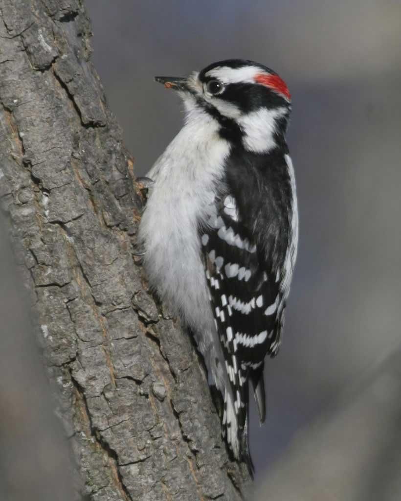 Downy_Woodpecker_b52-1-171_l_1.jpg