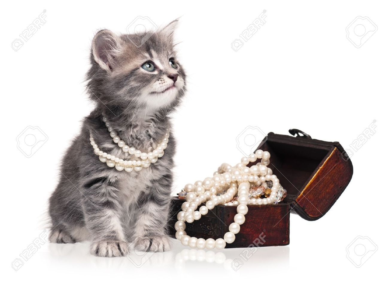 18689117-Kitten-with-pearl-Stock-Photo-jewelry-kitten-cat.jpg