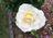 'La Perla' Close Up of Bloom 6-6-19.jpg