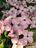 Close Up of Blooms on Pink Kousa Dogwood 6-6-19.jpg