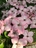 Close Up of Blooms on Pink Kousa Dogwood 6-6-19.jpg