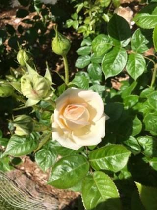 'Madame Anisette' Rose 6-8-19.jpg