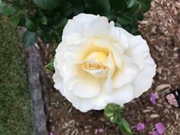 'La Perla' Close Up of Bloom 6-6-19.jpg