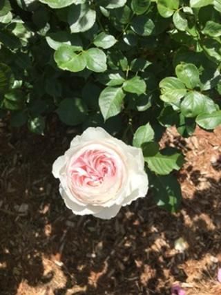 'Earth Angel' Rose 6-8-19.jpg