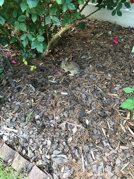 Baby Rabbit, About 1 Month Old 6-6-19.jpg