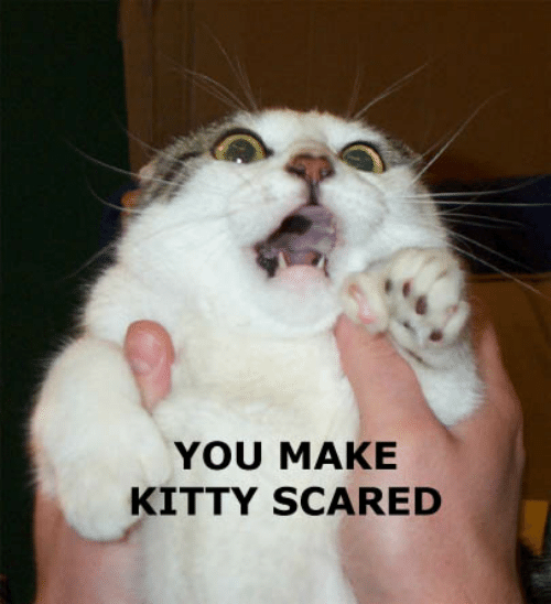you-make-kitty-scared-57285138.png