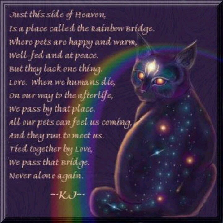 2b54ffde9740df2745b50410207b5bde--rainbow-bridge-poem-dog-poems.jpg