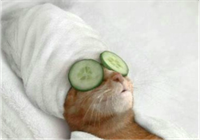 CatCucumber.png