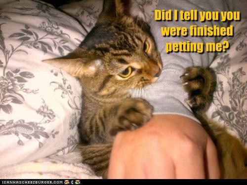 cat did-i-tell-you-y.jpg