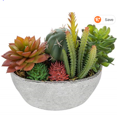 succulent.PNG