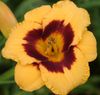 Hemerocallis 'Blackberry Candy'.jpg