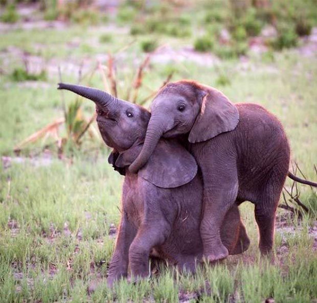 baby-elephants-hugging-trunks.jpg