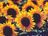 Sunflowers2.jpg