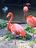 flamingos.jpg