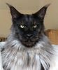 crazy-maine-coon-cat.jpg