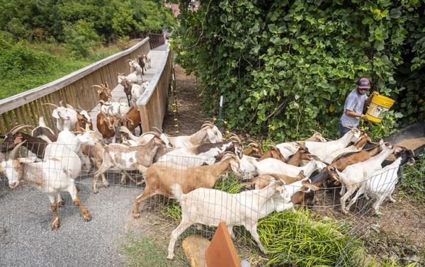 Goats Eating Kudzu.jpg
