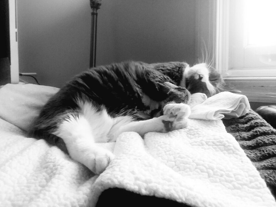 Frankie snooze black and white.jpg