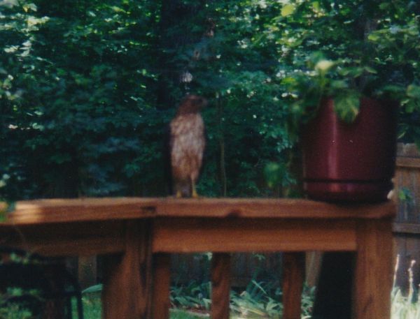 Red Tailed Hawk.jpg