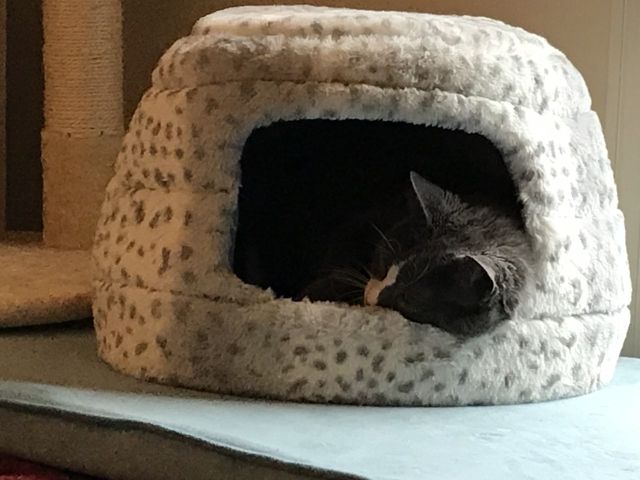 Frankie snow leopard fort sized.jpg