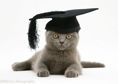 graduating kitten.jpg