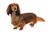 Dachshund-On-White-01.jpg