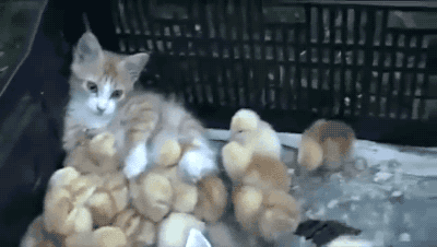 catgifcentral-chicks_large.gif