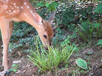 deer hosta.jpg